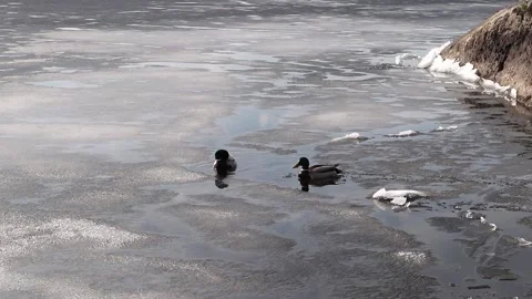 Two wild ducks swim in the icy lake, Finland Stock Footage 239715087