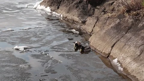 Two wild ducks swim in the icy lake, Finland Video stock 239715088