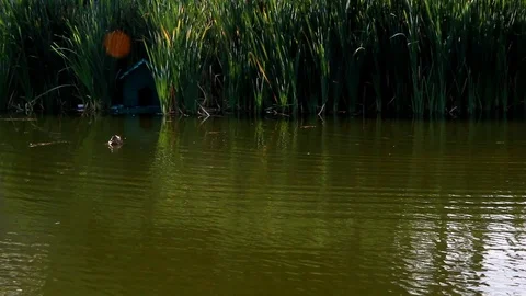 Two wild ducks swim in a pond near high reeds Stock Footage 100250894