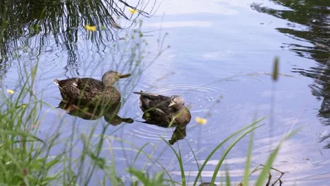 Two wild ducks swim in the pond. Wild ducks in the park Stock Footage 130656398