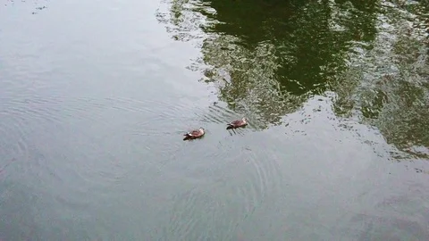 Two wild ducks swim in the river Stock Footage 125288534