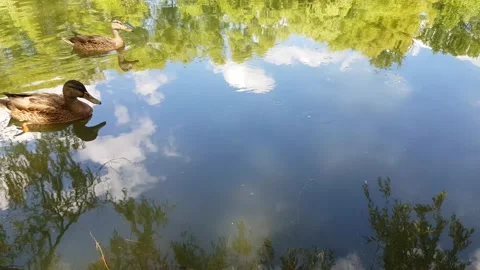 Two wild ducks swim in the river on a sunny day, close-up. Stock Footage 203786826