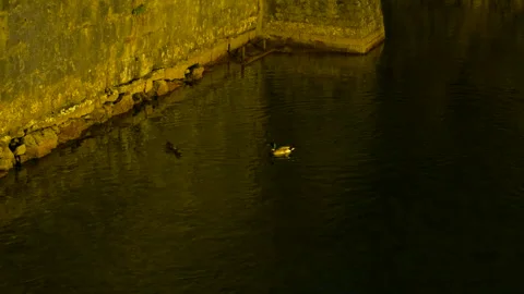 Two wild ducks swimming in an ancient moat 스톡 동영상 330534898