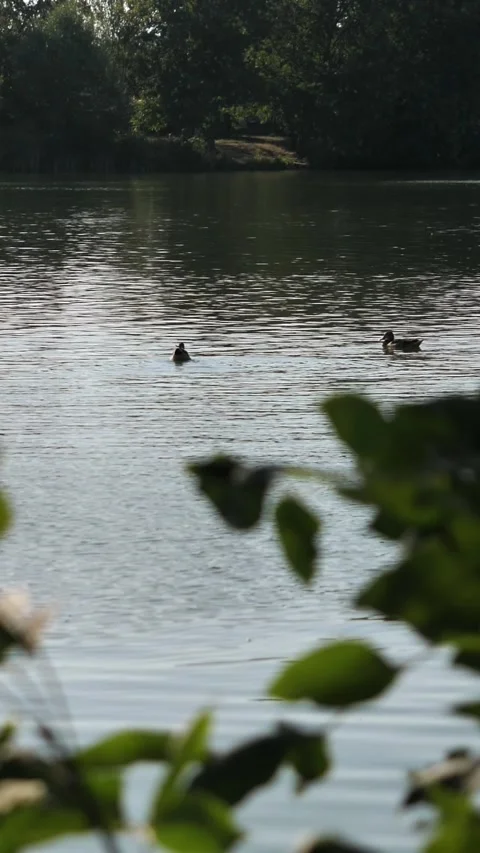 Two wild ducks swimming in the pond. Wild birds in river or lake during sunset. Stock-Footage 341658868