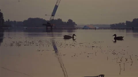 Two Wild Ducks Swimming in the River Bay at Dawn Stock Footage 159316704