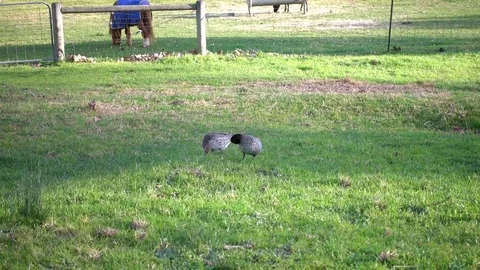 Two wild ducks walk around in grass in a farm. A pony at the back. 動画素材 78480599