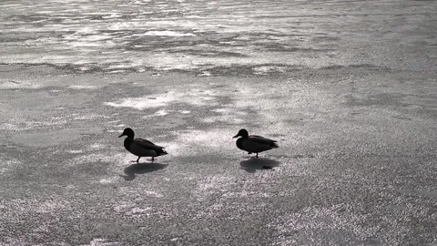 Two wild ducks walk on the icy lake, Finland Video stock 239715170
