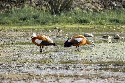 Two wild ducks walk through a swampy area and look for food and sustenance. B Stock Photos