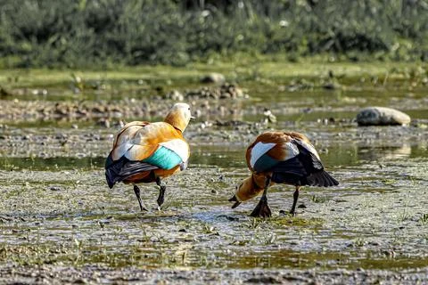 Two wild ducks walk through a swampy area and look for food and sustenance. B 스톡 사진