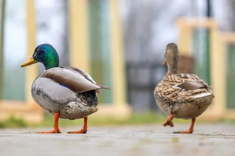 Two wild ducks walking in summer park. Stock Photos