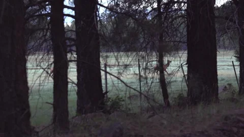 Two wild elk running through a forest meadow Stock Footage 248183868
