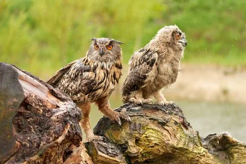 Two wild Eurasian eagle owls are sitting outside on a tree trunk in the rain. Foto stock