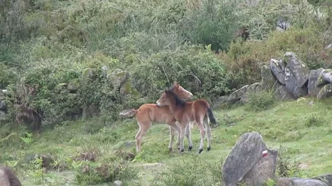 Two wild foals challenging each other to play and run together. Stock Footage 252944838
