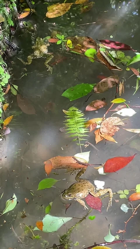 Two wild frogs rest and move through shallow forest water among fallen leav.. Stock Footage 338234996