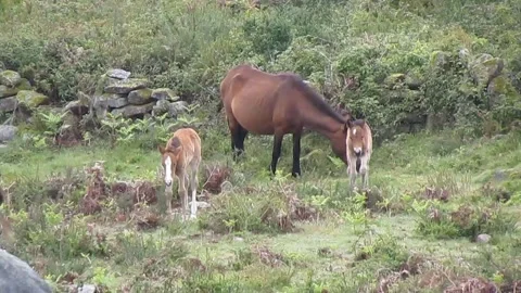 Two wild Garrano foals challenging each other and the quietness of the herd. Stock Footage 252945108