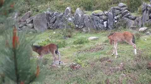 Two wild Garrano foals have fun close to the adult females of the herd. Stock Footage 252945049