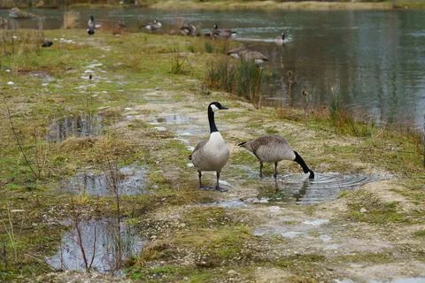 Two wild geese are looking for food on the river bank. It is early spring. Stock Photos
