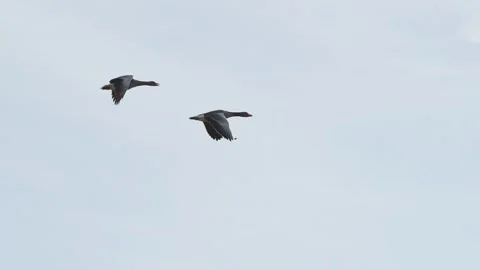 Two wild geese flying under a blue sky at sunset Video stock 300792485