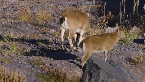 Two Wild Goats or Ibex on a Rocky Mountain Slope Stock Footage 320851914