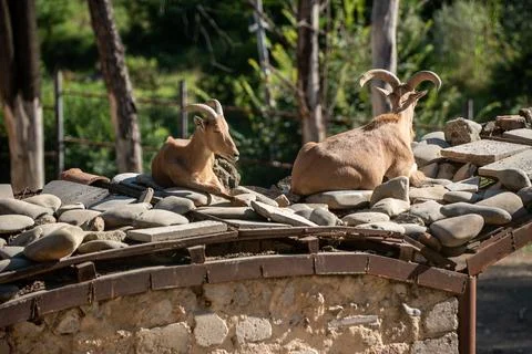 Two wild goats resting on a rustic stone roof in a tranquil Stock Photos
