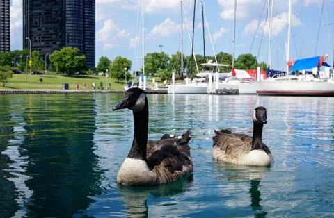 Two wild goose on surface of lake closeup and looking to the camera Stock Photos