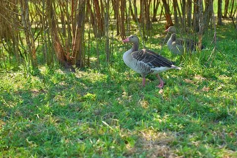 Two wild gray geese in a clearing. Summer landscape. Stock Photos