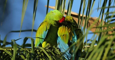 Two wild Great-Green Macaw, sitting on the branch in Costa Rica. Video stock 101654012