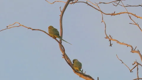 Two wild green parrots Stock Footage 95857610