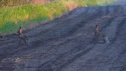Two wild hares are sitting on a forest road. Hares in the wild. Stock Footage 338121698