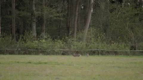 Two wild hares grazing on a meadow at sunset. 4K 60fps. Stock Footage 334004463