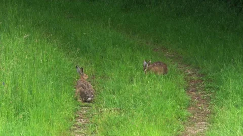 Two wild hares on rural path in spring Stock Footage 329161179