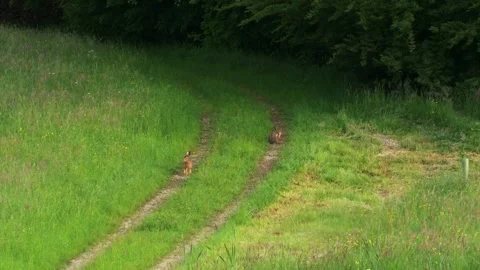 Two wild hares on rural path in spring Stock Footage 329161187