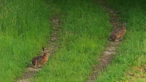Two wild hares on rural path in spring Stock Footage 329161199