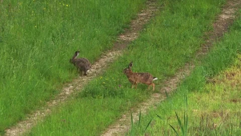 Two wild hares on rural path in spring Stock Footage 329161276