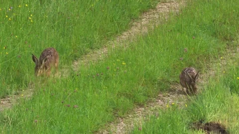Two wild hares on rural path in spring Stock Footage 329161322