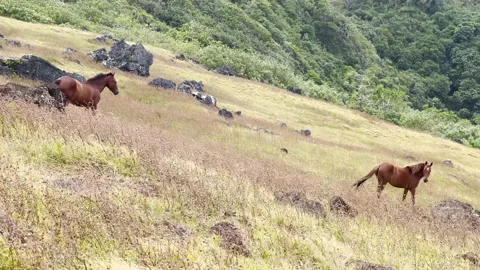 Two Wild Horse standing on wild lands near a deep forest in Rurutu Island Stock-Footage 201489840