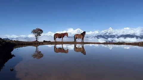 Two Wild Horses and Pink Rhododendron Tree Reflected in Mountain Lake Tibet Stock Footage 339759989