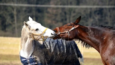 Two wild horses fighting and biting each other on a meadow Stock-Footage 87528268