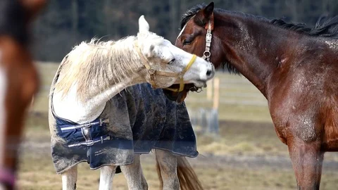 Two wild horses fighting and biting each other on a meadow Stock Footage 87528281