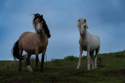 Two wild horses Stockfoto's
