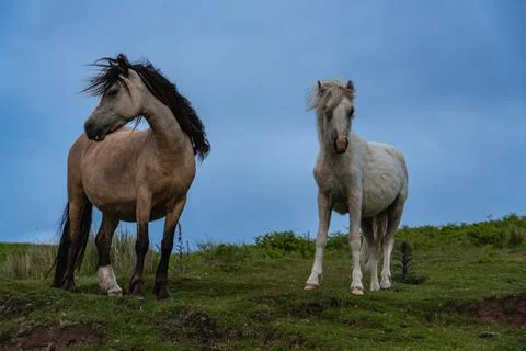Two wild horses 스톡 사진