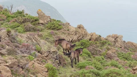 Two wild horses roam and graze on a rugged, rocky hillside covered with green Stock Footage 346697178