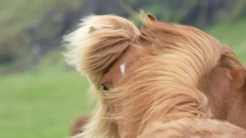 TWO WILD HORSES IN A WINDY DAY Stock Footage 313853782