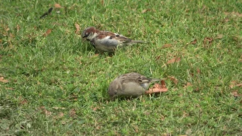 Two wild house sparrows pecking and eating seeds on a sunny lawn during autumn Stock Footage 343321824