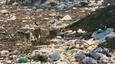 Two wild hungry dogs on the trash can. Stock Footage 150405546