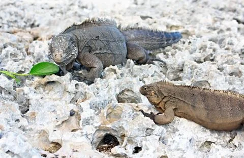 Two wild iguanas divide one green leaf. Stock Photos