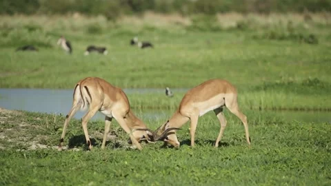 Two wild impalas fighting in South Africa Stock Footage 332021814