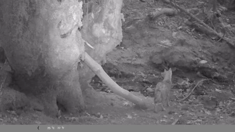Two Wild Jackal Pups Exploring Near Tree Trunk at Night - Night Vision Trail Cam Stock Footage 341803624