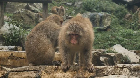 Two Wild Japanese Macaques Preening Cleaning  Jigokudani Monkey Park  4K Stock-Footage 104117119