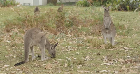 Two Wild Kangaroos in Australian Backyard 库存影片 86221565